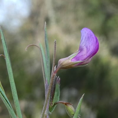 Lathyrus angulatus — flower
