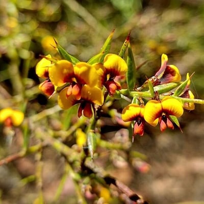 Daviesia ulicifolia — habit