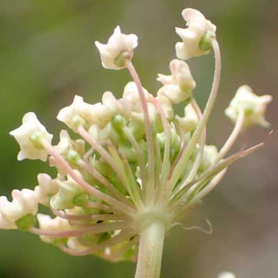 Peucedanum ostruthium — flower