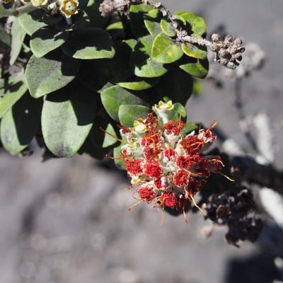 Metrosideros polymorpha — flower