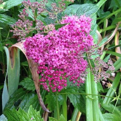 Spiraea japonica — flower