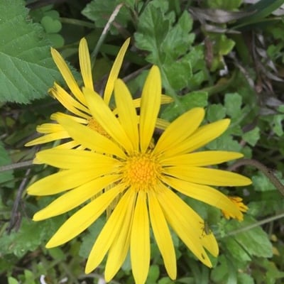 Arctotheca calendula — flower