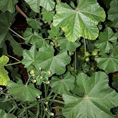 Malva parviflora — flower
