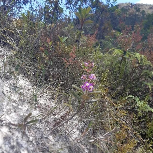 Melochia tomentosa — flower