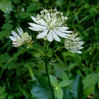 Astrantia major — flower