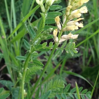 Astragalus alopecurus — flower