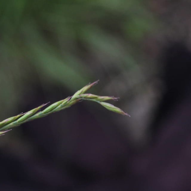 Festuca lemanii — flower