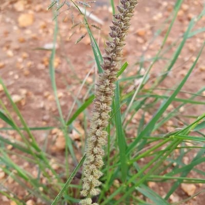 Tragus berteronianus — flower