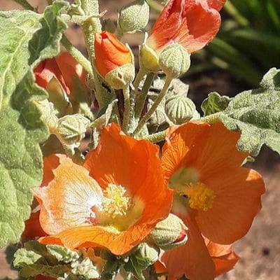 Sphaeralcea ambigua — flower