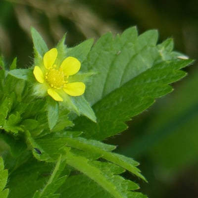 Potentilla norvegica — flower