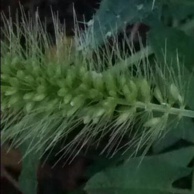 Setaria italica — flower
