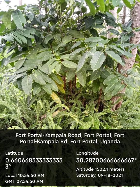White pricklyash