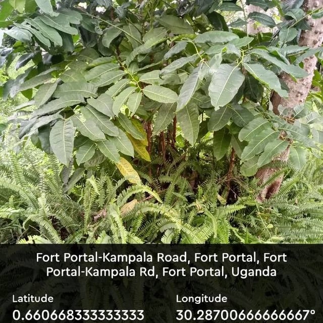 White pricklyash