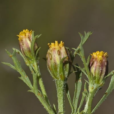 Dyssodia papposa — flower