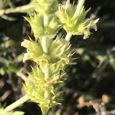 Sideritis tragoriganum — flower