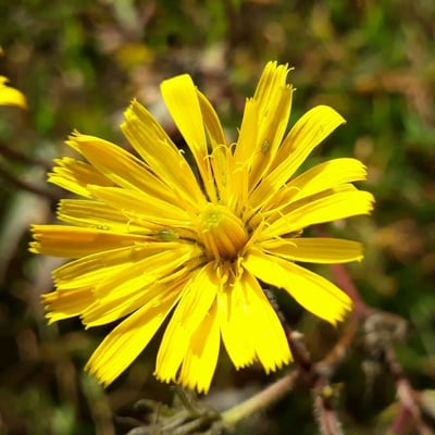 Crepis mollis — flower