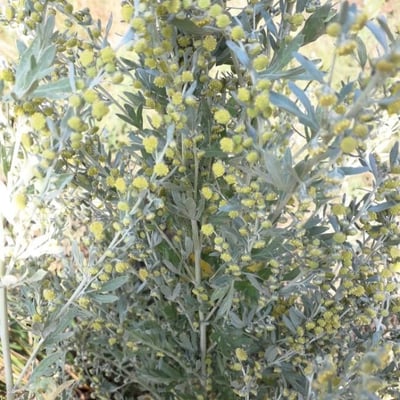 Artemisia absinthium — flower