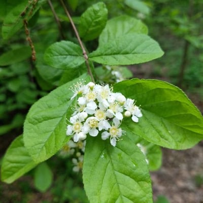 Pourthiaea villosa — flower