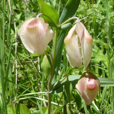Calochortus albus — flower