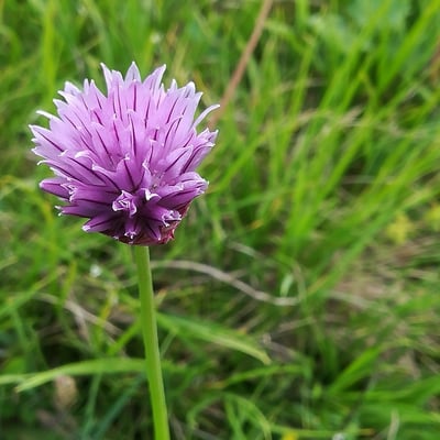 Allium schoenoprasum — flower