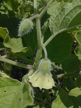 Clammy ground-cherry
