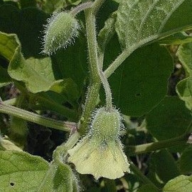 Physalis heterophylla — flower