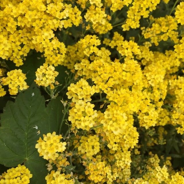 Aurinia saxatilis — flower