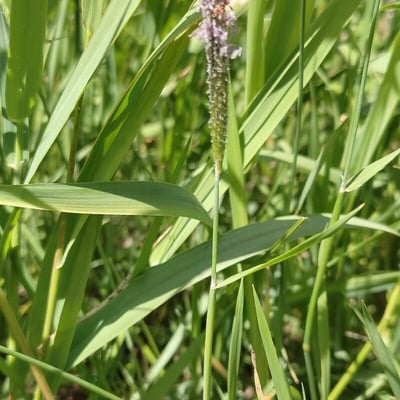 Alopecurus geniculatus — flower