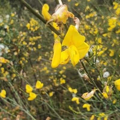 Cytisus striatus — flower