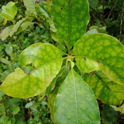 Coprosma robusta — leaf