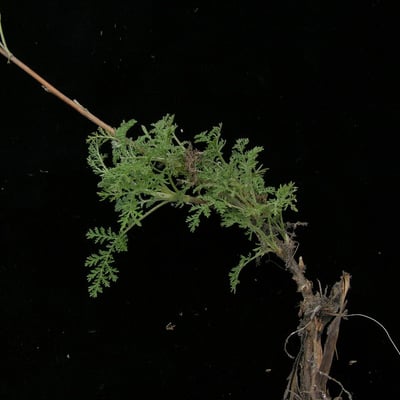 Artemisia gmelinii — habit