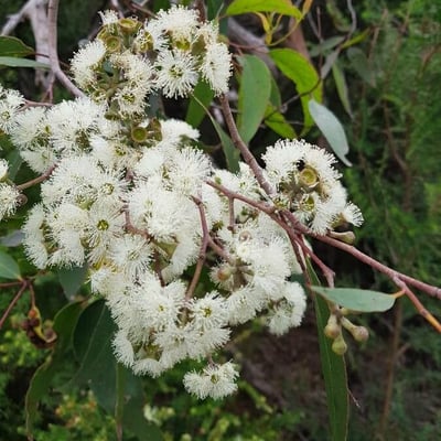 Eucalyptus pauciflora — flower
