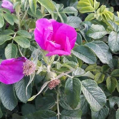 Rosa mollis — flower