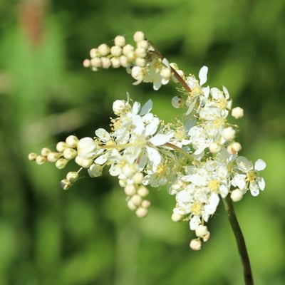 Filipendula vulgaris — flower
