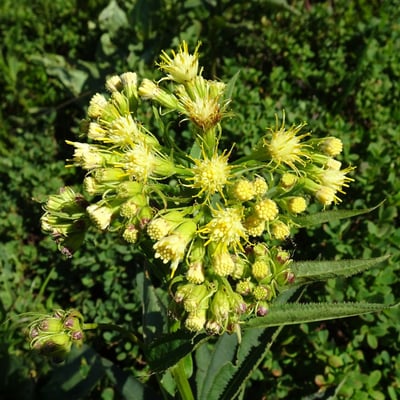 Senecio cacaliaster — flower
