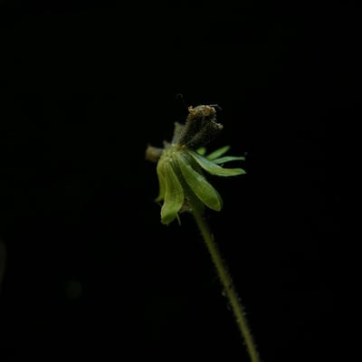 Adenostemma lavenia — habit