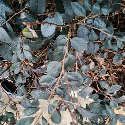 Cotoneaster acutifolius — leaf