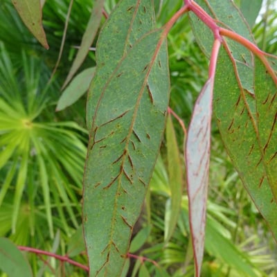 Eucalyptus viminalis — leaf