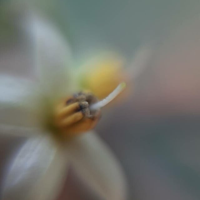 Solanum diphyllum — flower
