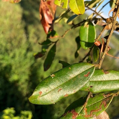 Pterodon emarginatus — leaf