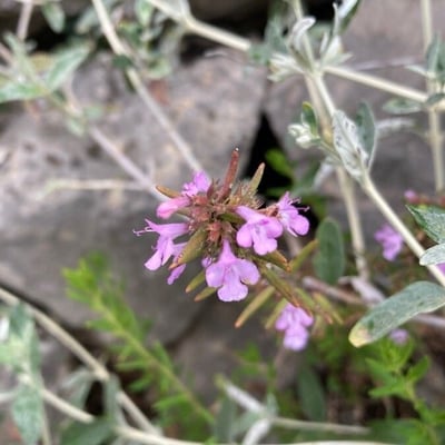 Thymbra capitata — flower
