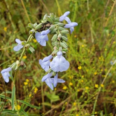 Salvia azurea — flower