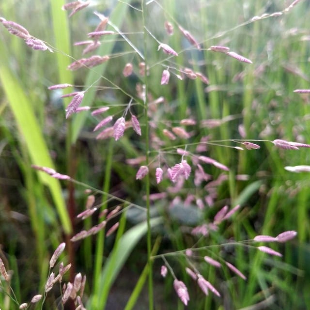 Eragrostis spectabilis — flower