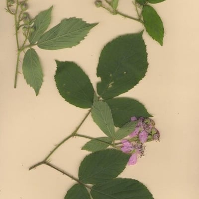 Rubus rudis — flower