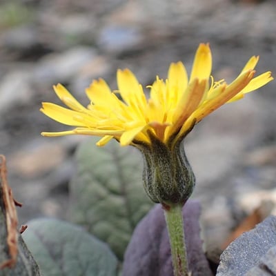 Crepis pygmaea — flower