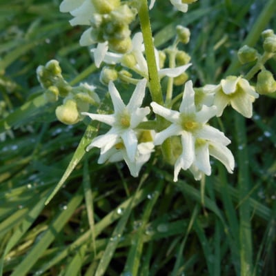 Marah macrocarpa — flower