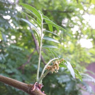 Gleditsia triacanthos — flower