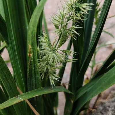 Polypogon viridis — flower