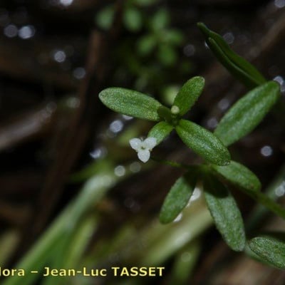 Galium trifidum — flower