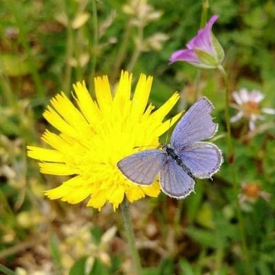 Sonchus arvensis — flower